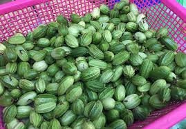 5 Seeds Mini Ridge Gourd, Luffa, Manoi Om Am, Thai Sponge Angled Loofah, Square Zucchini, Prolific