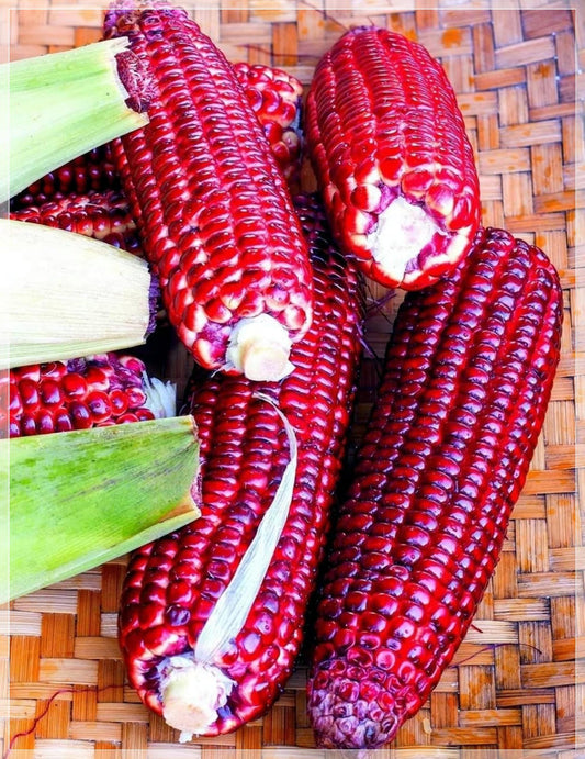 5 Seeds Big Dark Red Corn Seeds, Thai Purple Field, Bloody Butcher Sweet Zea Mays, Natural, Non GMO