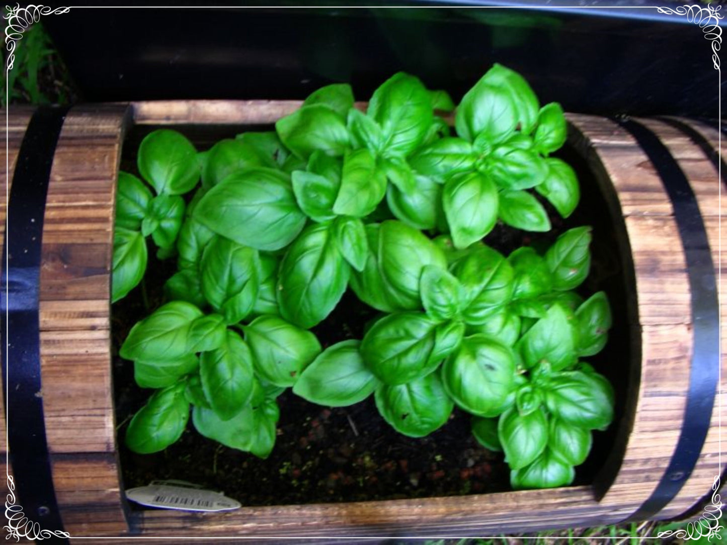 500 Seeds Natural Sweet Green Flesh Broad Leaf Genovese Basil Seed, Aromatic Herbs, Italian Traditional Basil