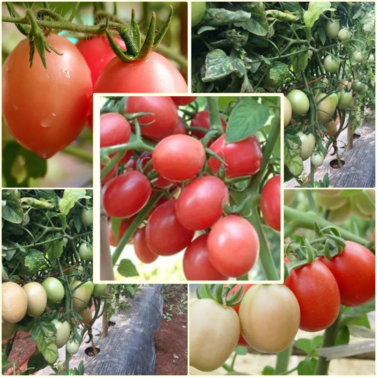 100 Seeds Fragrant Sida Tomato, Thai Local Pink Cherry Tomatoes, Natural, Heirloom