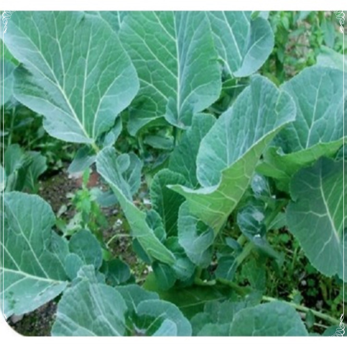 100 Seeds Ivy Stuffed Black Sea Black Cabbage Seed, Acre Seed Kale, Natural, Non GMO, Heirloom