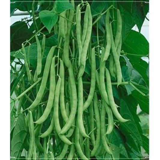 20 Seeds German Boneless Bean Seed, Natural Bean, Non GMO, Heirloom, Easy To Grow