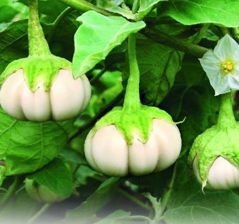 50 Seeds Crisp White Dish Round Eggplant, Thai White Splayed Eggplant, Natural, Non GMO