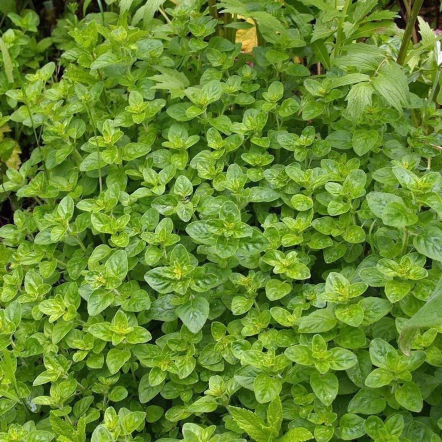 200 Seeds Greek Ball Thyme Seed, Origanum Onites, Greek Oregano, Aromatic Herbs, Natural, Heirloom
