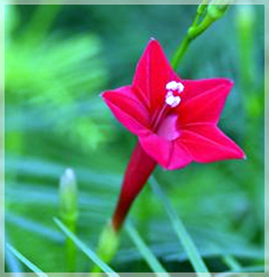 10 Seeds Red Cypress Vine, Ipomoea Quamoclit, Cardinal Climber
