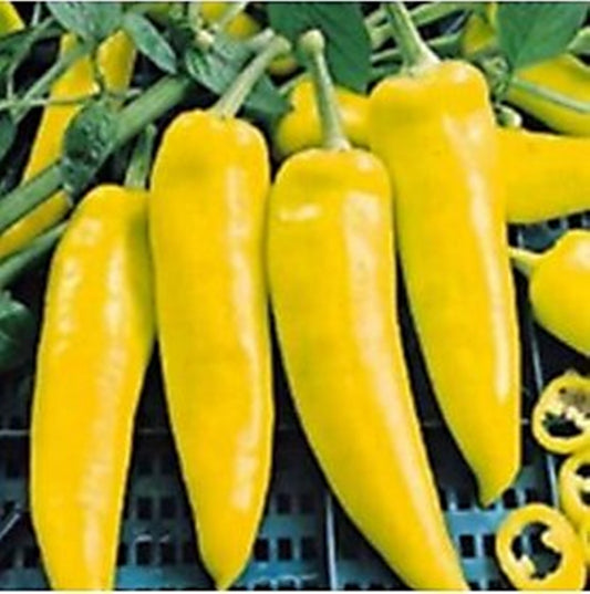 100 Seeds Sweet Banana Pepper Seeds, Mild Heirloom Chile Natural, Non GMO, Heirloom