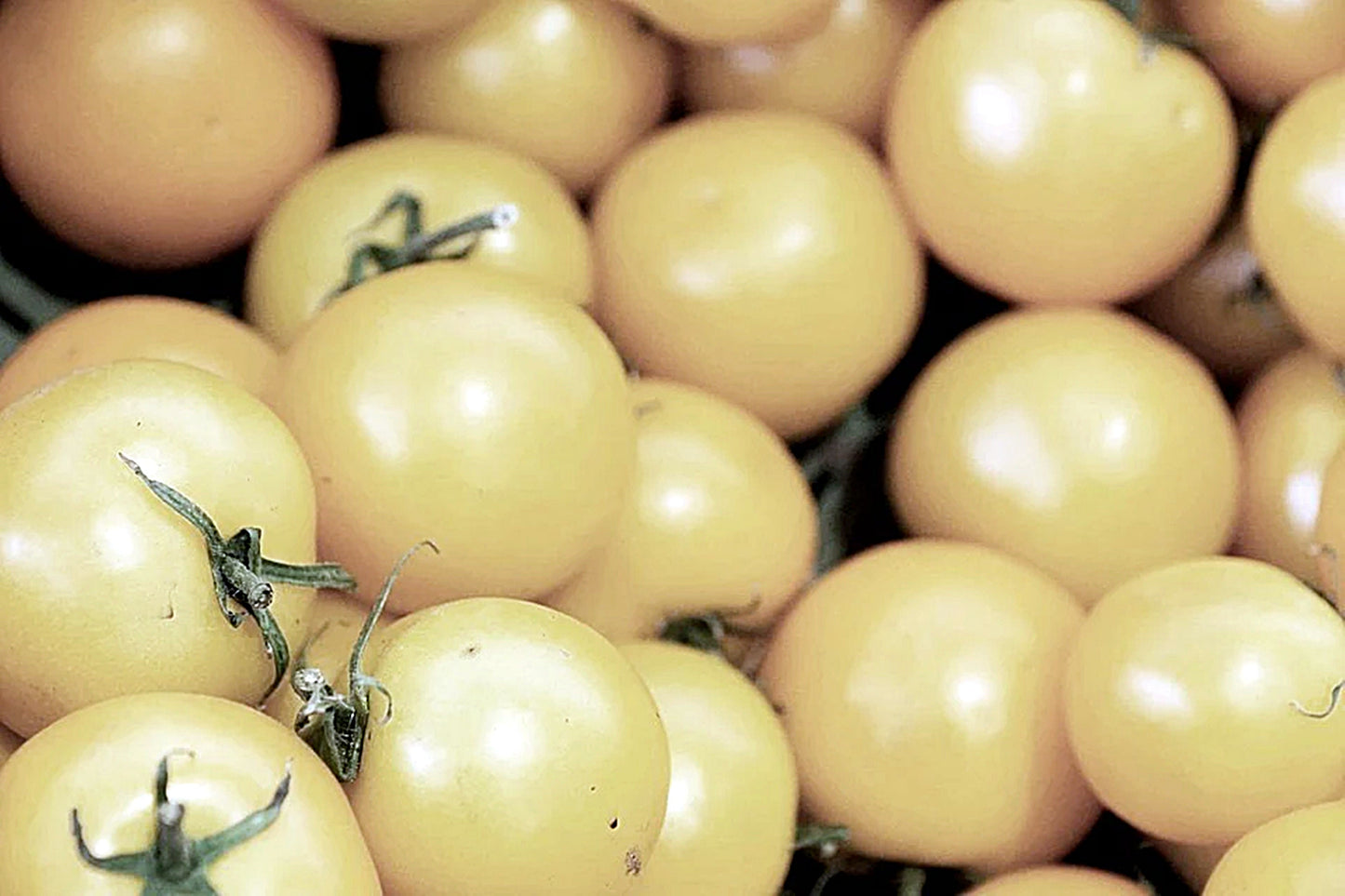 10 Seeds Snow White Cherry Tomato, Small Tomato, Natural, Non GMO