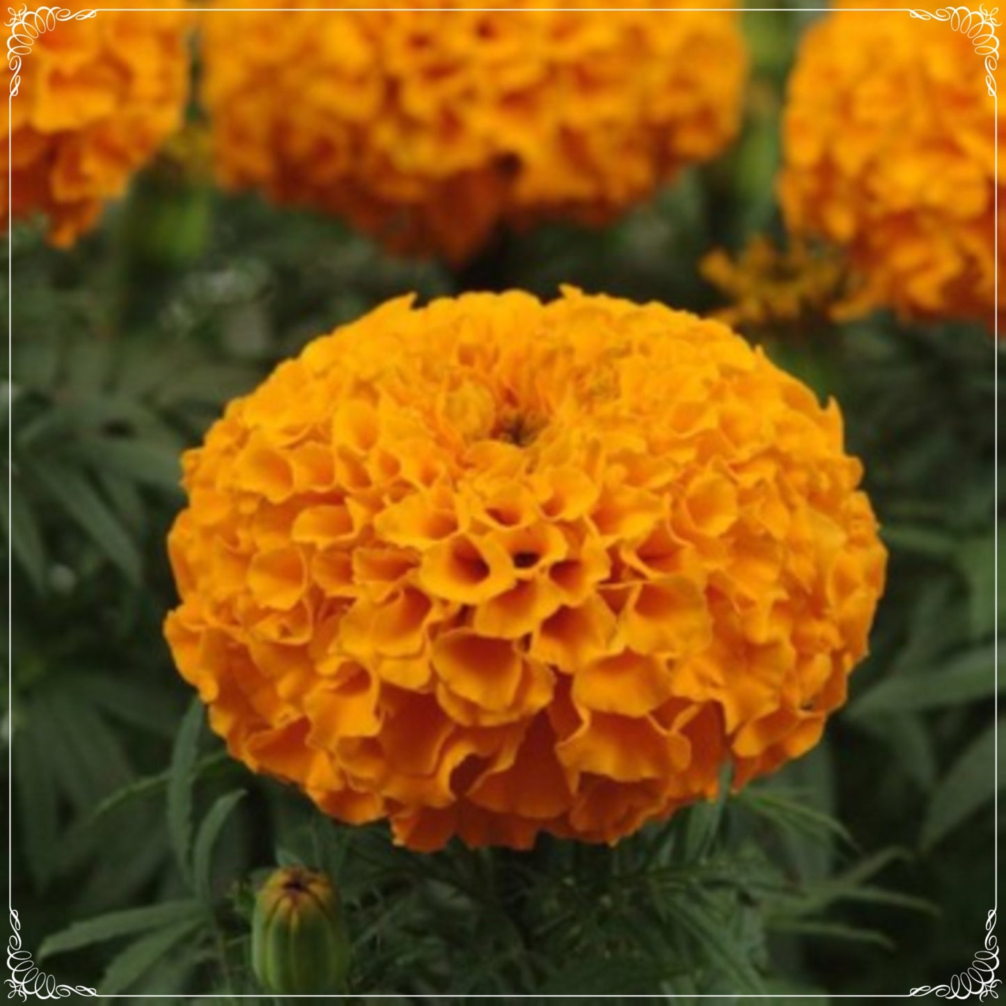 50 Seeds Orange Marigold Seed, Tagates Flower Seeds, Natural, Non GMO, Heirloom