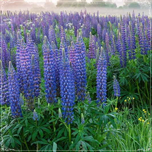 10 Seeds Texas Blue Lupine Flower Seed, Natural, Non GMO, Heirloom, Easy To Grow