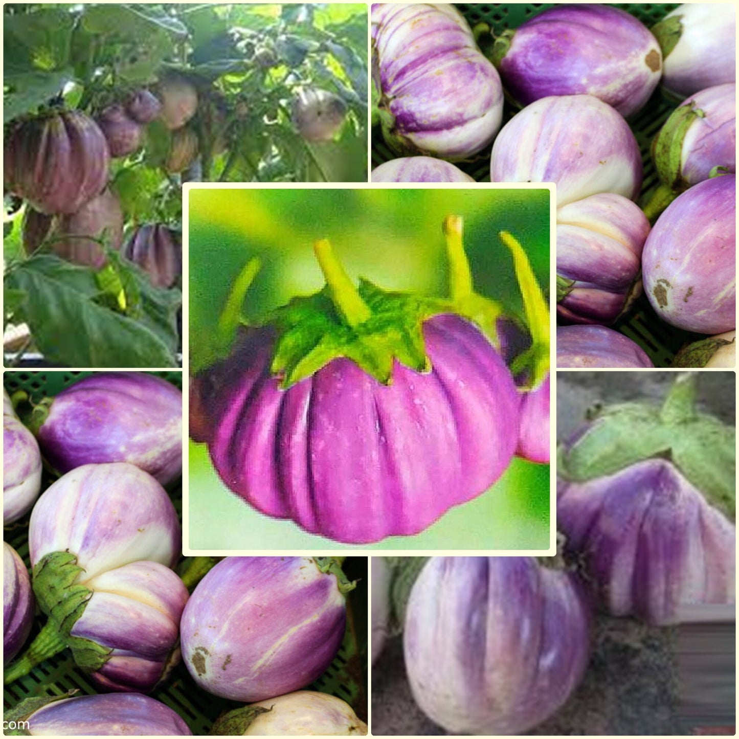 20 Seeds Brittle Purple Dish Eggplant, Thai Vegetable, Natural, Non GMO