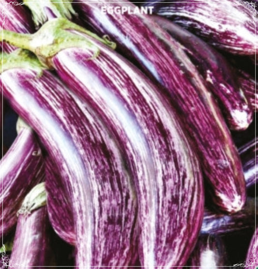 500 Seeds Striped Pied Eggplant Seed, Brinjal, Natural, Non GMO, Heirloom