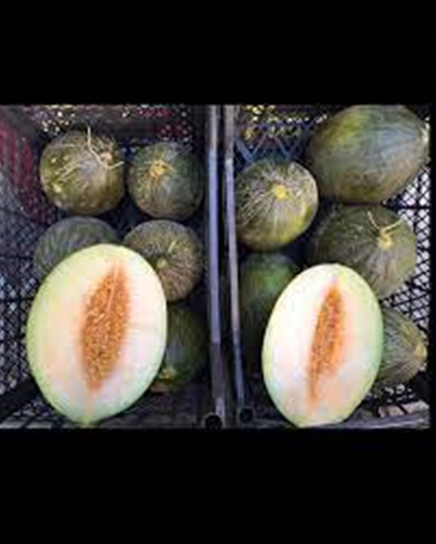 15 Seeds Chocolate Melon Seeds, Santa Claus Natural, Non GMO, Heirloom
