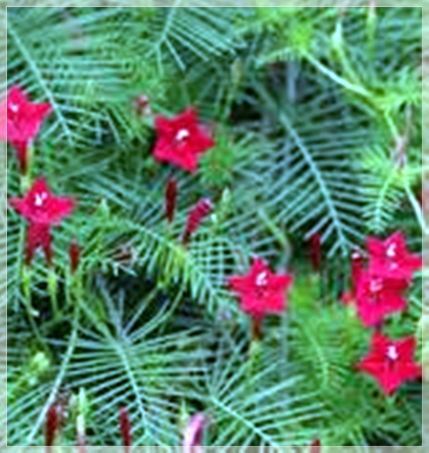 10 Seeds Red Cypress Vine, Ipomoea Quamoclit, Cardinal Climber