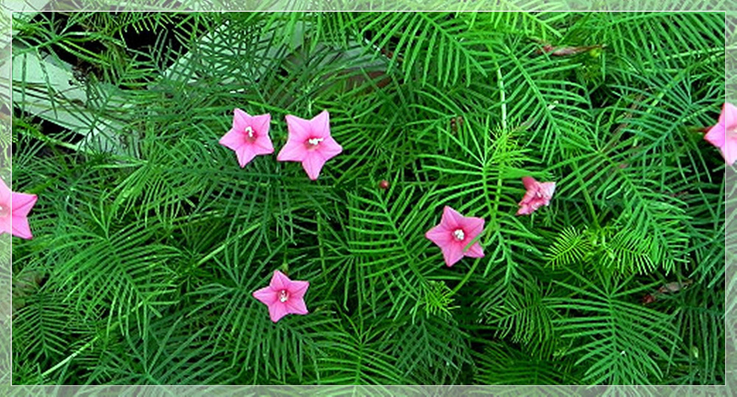 10 Seeds Pink Cypress Vine, Ipomoea Quamoclit, Cardinal Climber