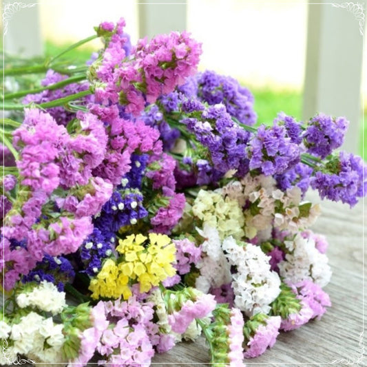 10 Seeds Mixed Sea Lavender Flower Seed, Natural, Non GMO, Heirloom, Wavyleaf