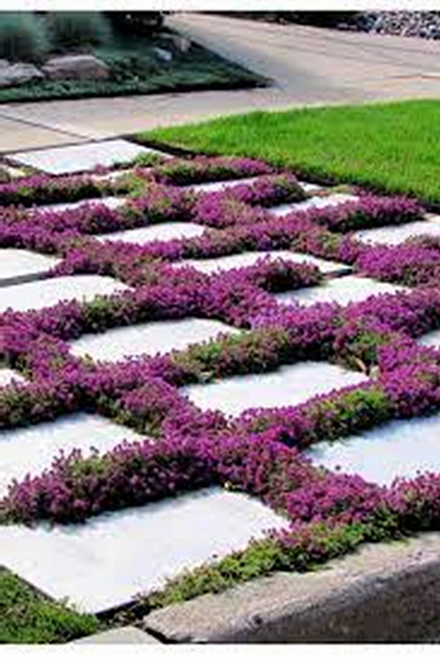 100 Seeds Red Creeping Thyme, Rock Cress, Thymus Praecox Coccineus, Natural, Non GMO