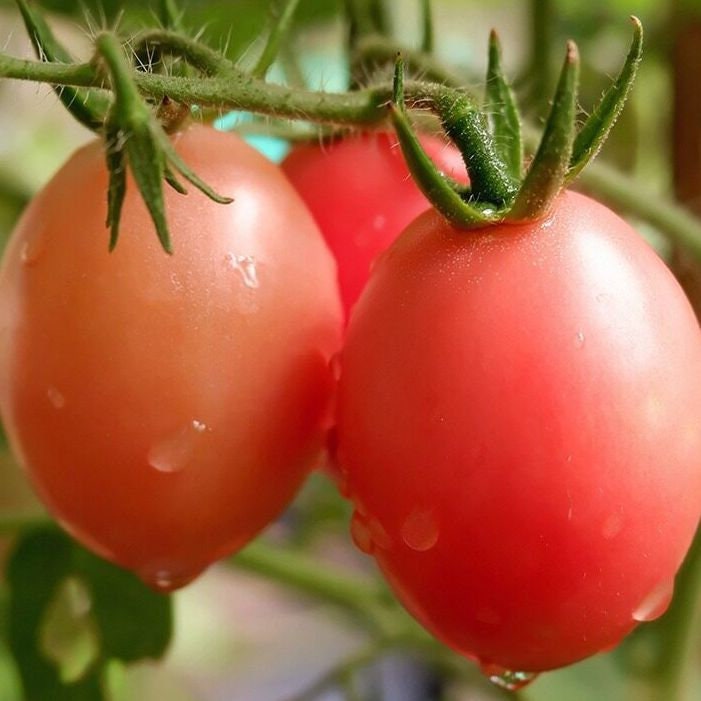 100 Seeds Fragrant Sida Tomato, Thai Local Pink Cherry Tomatoes, Natural, Heirloom