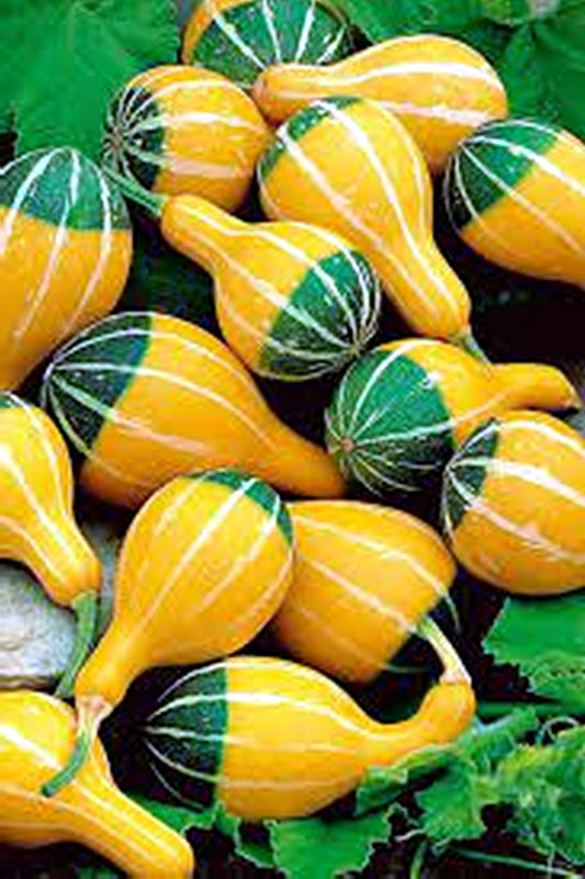 5 Seeds Ornamental Gourd Pear Bicolor Miniature Gourd Yellow and Green Calabash