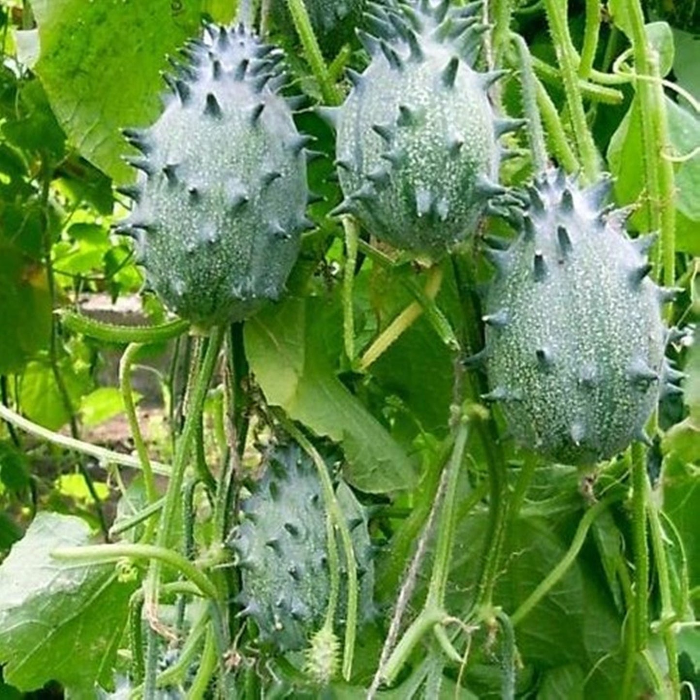 10 Seeds Kiwano Seeds, Jelly Melon Seeds Natural, Non GMO, Heirloom