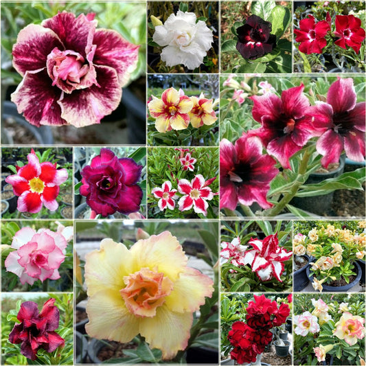 5 Seeds Adenium Obesum, Mixed Colors, Desert Rose, Thai Adenium, Natural