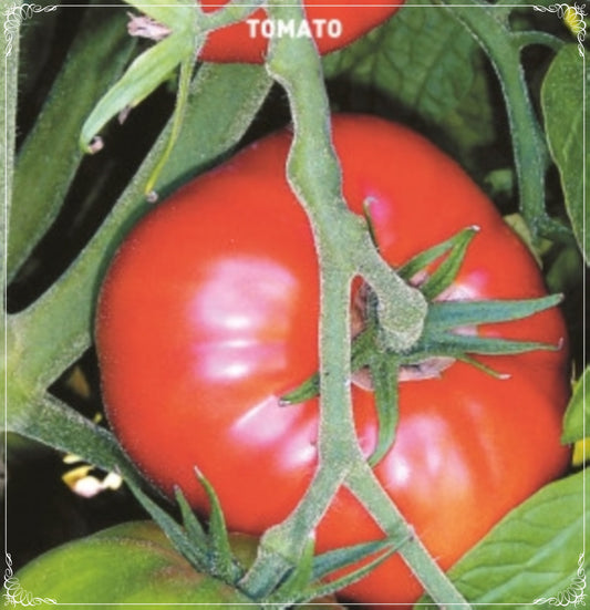 50 Seeds Marmande Tomato Seed, Natural, Non GMO, Heirloom, Easy To Grow