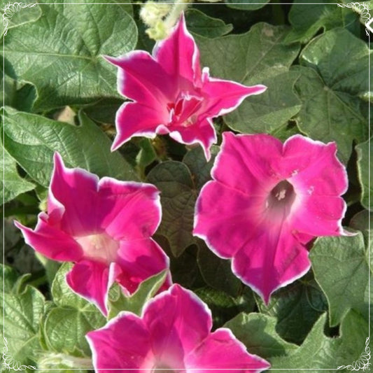 5 Seeds Giant Flowering Ipomea Red Picotee Japanese Morning Glory Seed, Natural, Non GMO, Heirloom