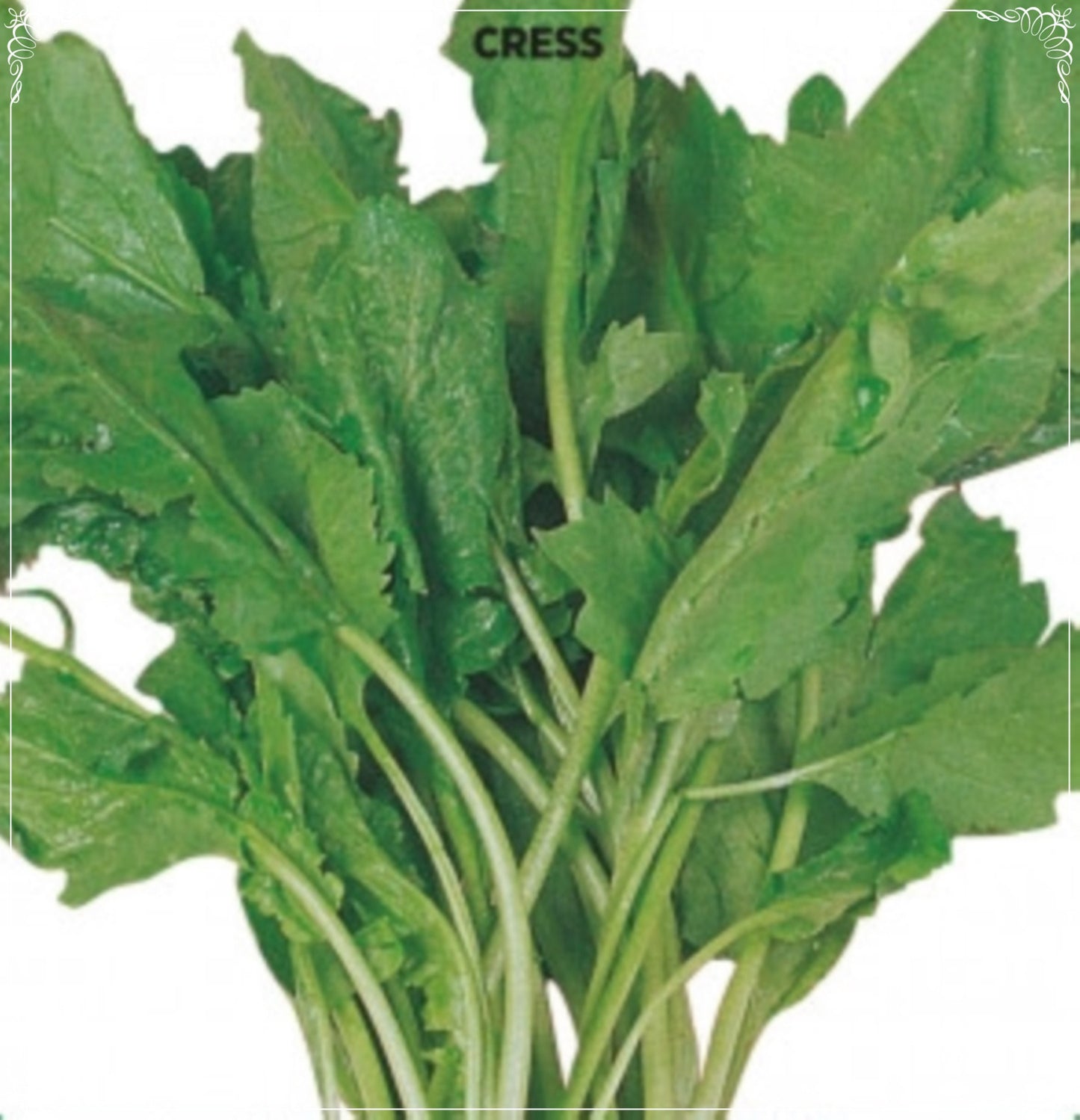 1000 Seeds Helen Cress Seed, Garden Cress, Vegetable Foliage, Natural, Non GMO, Heirloom, Lepidium Sativum