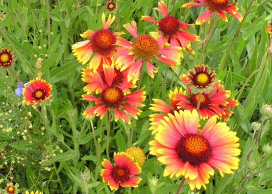 20 Seeds Fireball Gaillardia Aristata Diligent Blanket Flower Seeds, Heirloom