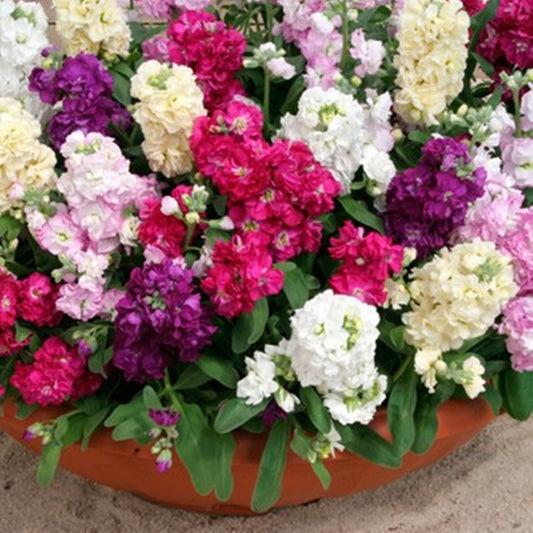 50 Seeds Mixed Gillyflower Seeds, Brompton Stock, Matthiola incana, Heirloom