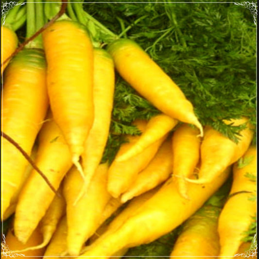 100 Seeds Natural Solar Yellow Carrot Seeds, Natural, Non GMO, Heirloom, Easy To Grow