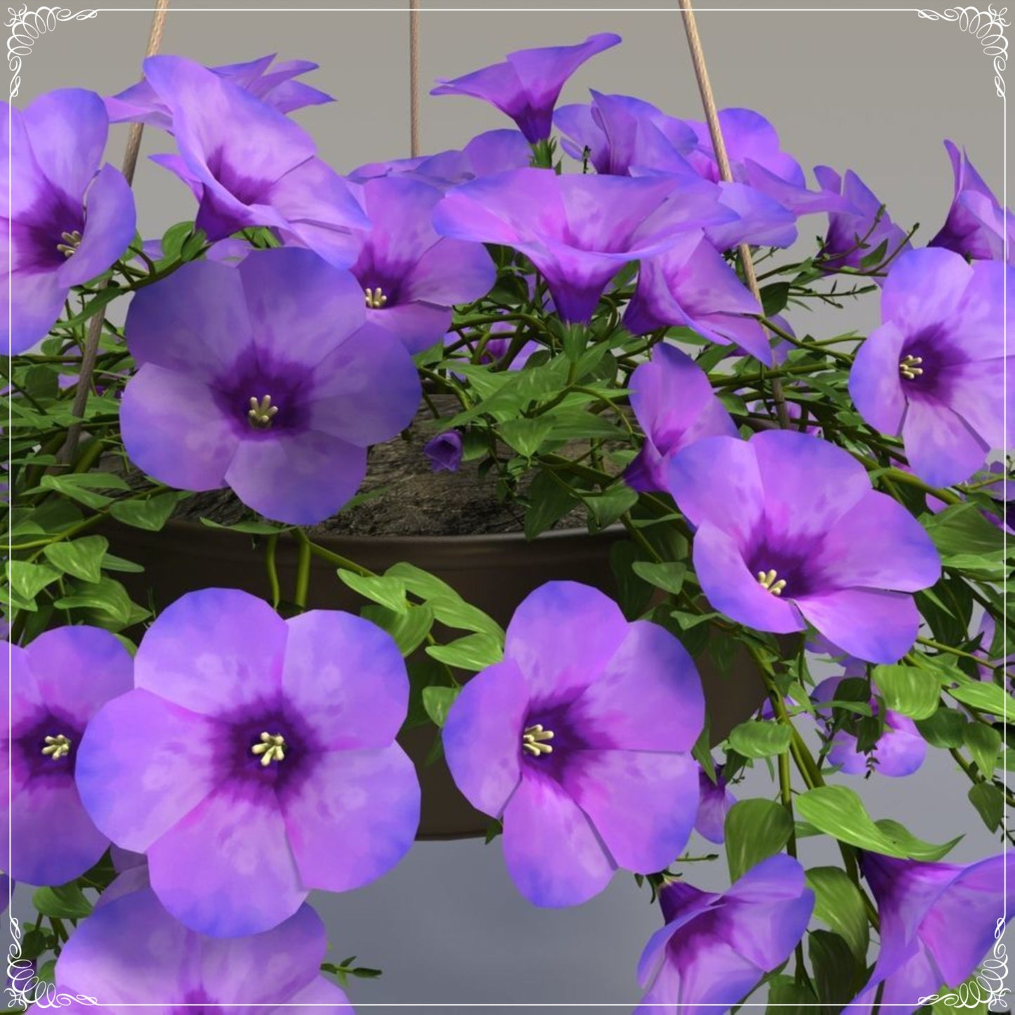 50 Seeds Purple Petunia Flower Seed, Magenta Alderman Violet, Natural, Non GMO, Heirloom, Easy To Grow