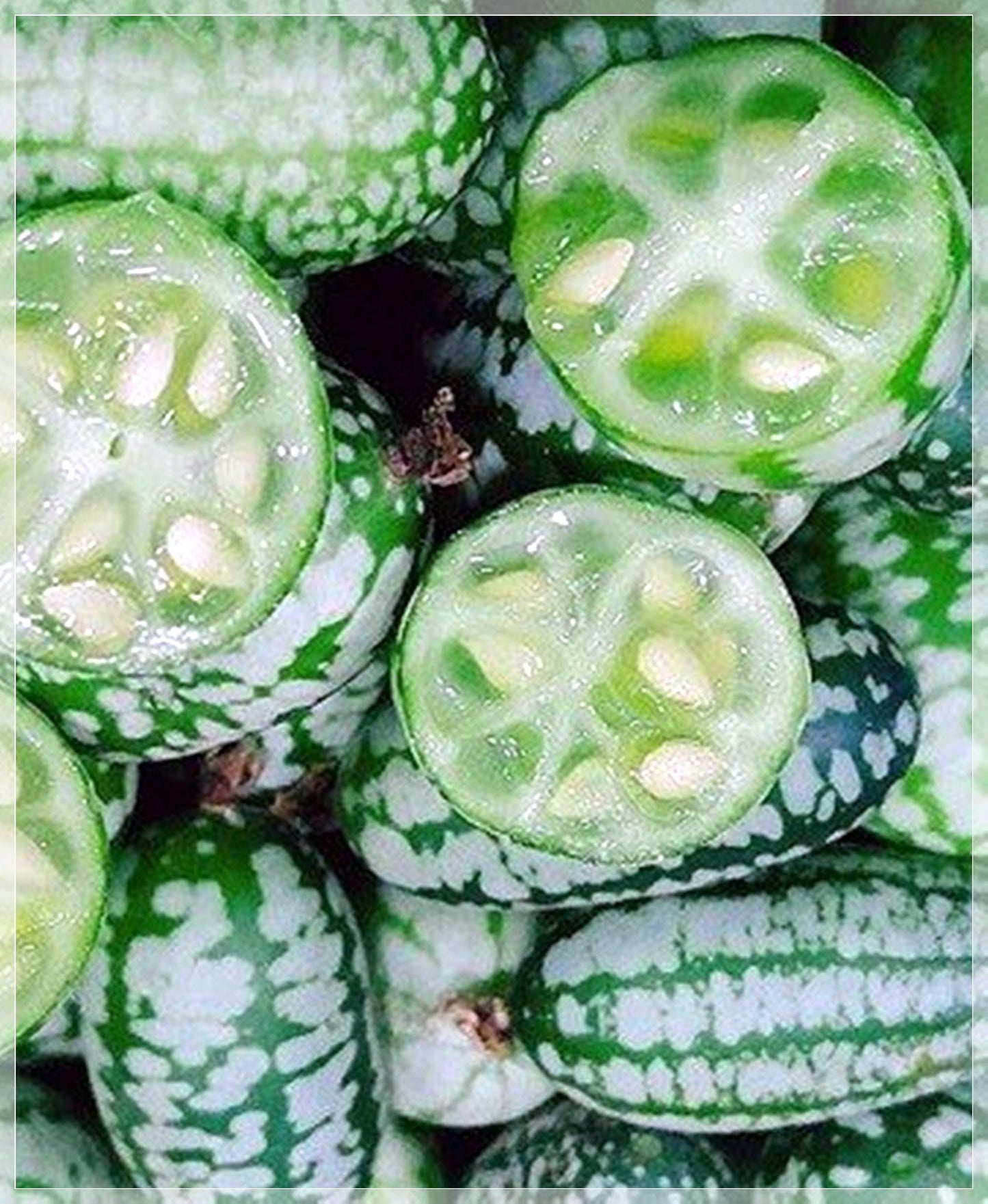 10 Seeds Watermelon Cucumber Seeds, Cucamelon, Miniature Mexican Sour Gherkin, Mouse Melon, Edible, Pickling, Natural