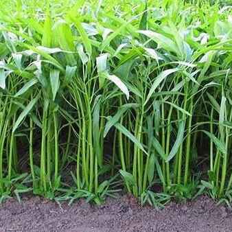 50 Seeds Chinese Convolvulus, Slender Bamboo, Thai Vegetables, Morning Glory, Non GMO