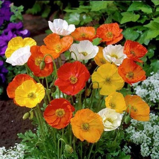 50 Seeds Mixed Shirley Rhoeas Flower Seeds, White Pink Yellow, Heirloom