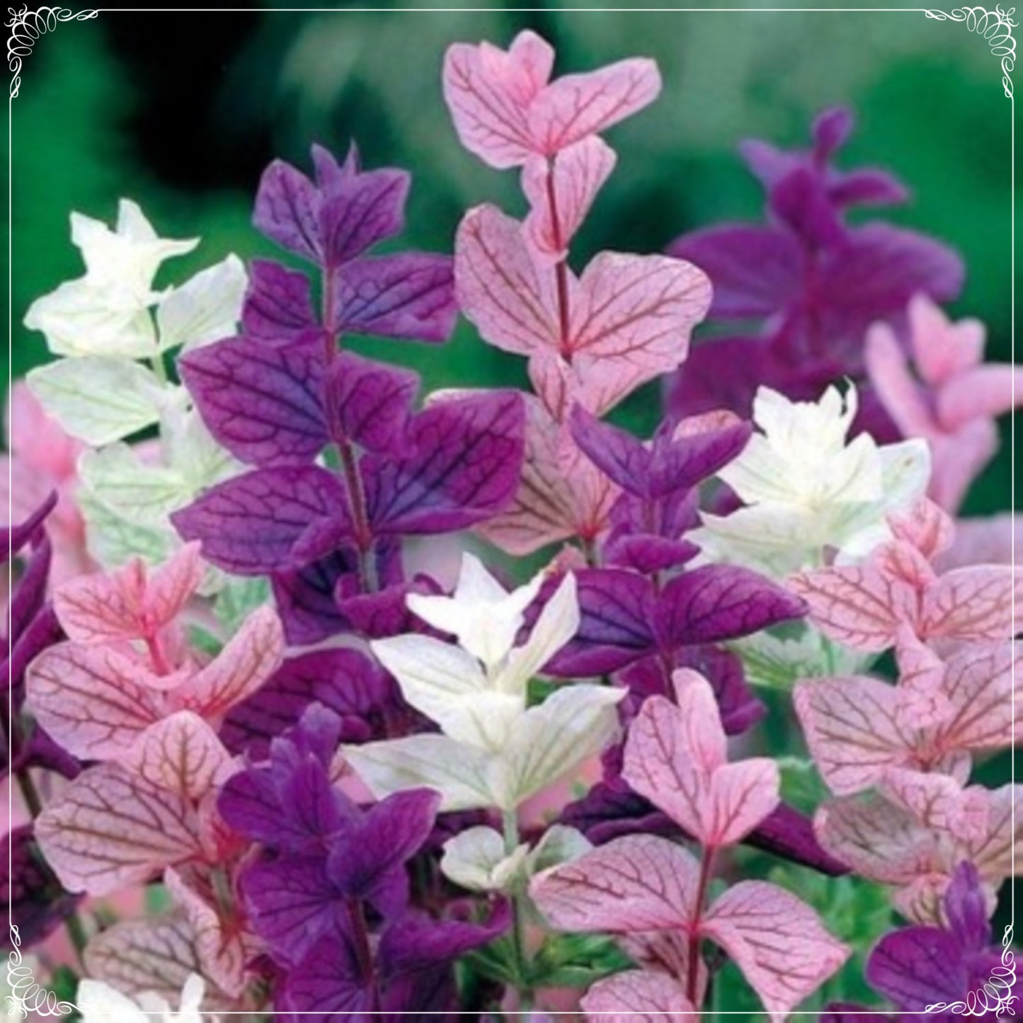30 Seeds Salvia Horminum Mixed Color Sage Flower Seed Natural, Non GMO, Heirloom, Annual Clary