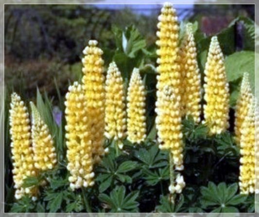 10 Seeds Yellow Lupine Flower, Natural, Non GMO, Heirloom, Easy To Grow
