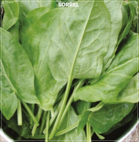 1000 Seeds Sorrel Seed, Sour Grass, Sour Dock, Vegetable Foliage, Natural, Non GMO, Heirloom, Garden Sorrel