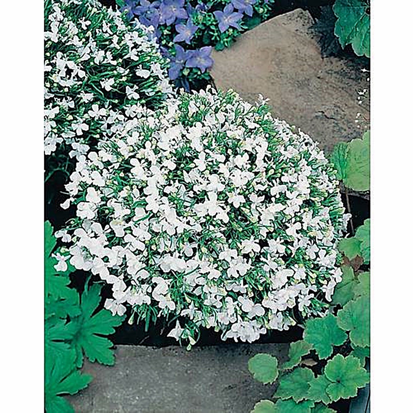 100 Seeds Hanging White Lobelia Pendula, Hang-downing Cascade Flower