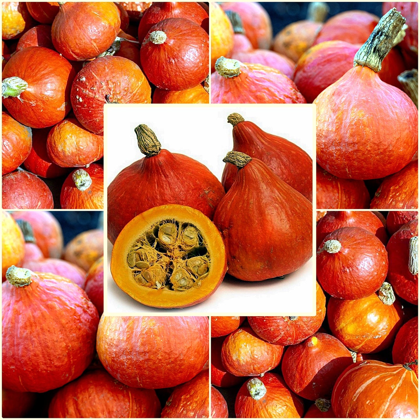 3 Seeds Red Kuri Squash, Japanese Orange Hokkaido Pumpkin, Natural, Non GMO