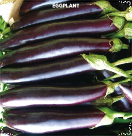 500 Seeds Agean Black Eggplant Seed, Aydin Brinjaul, Natural, Non GMO, Heirloom