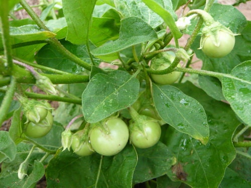 30 Seeds Super Friable Eggplant, Clear Green Thai Eggplant Super To Lae, Natural, Non GMO