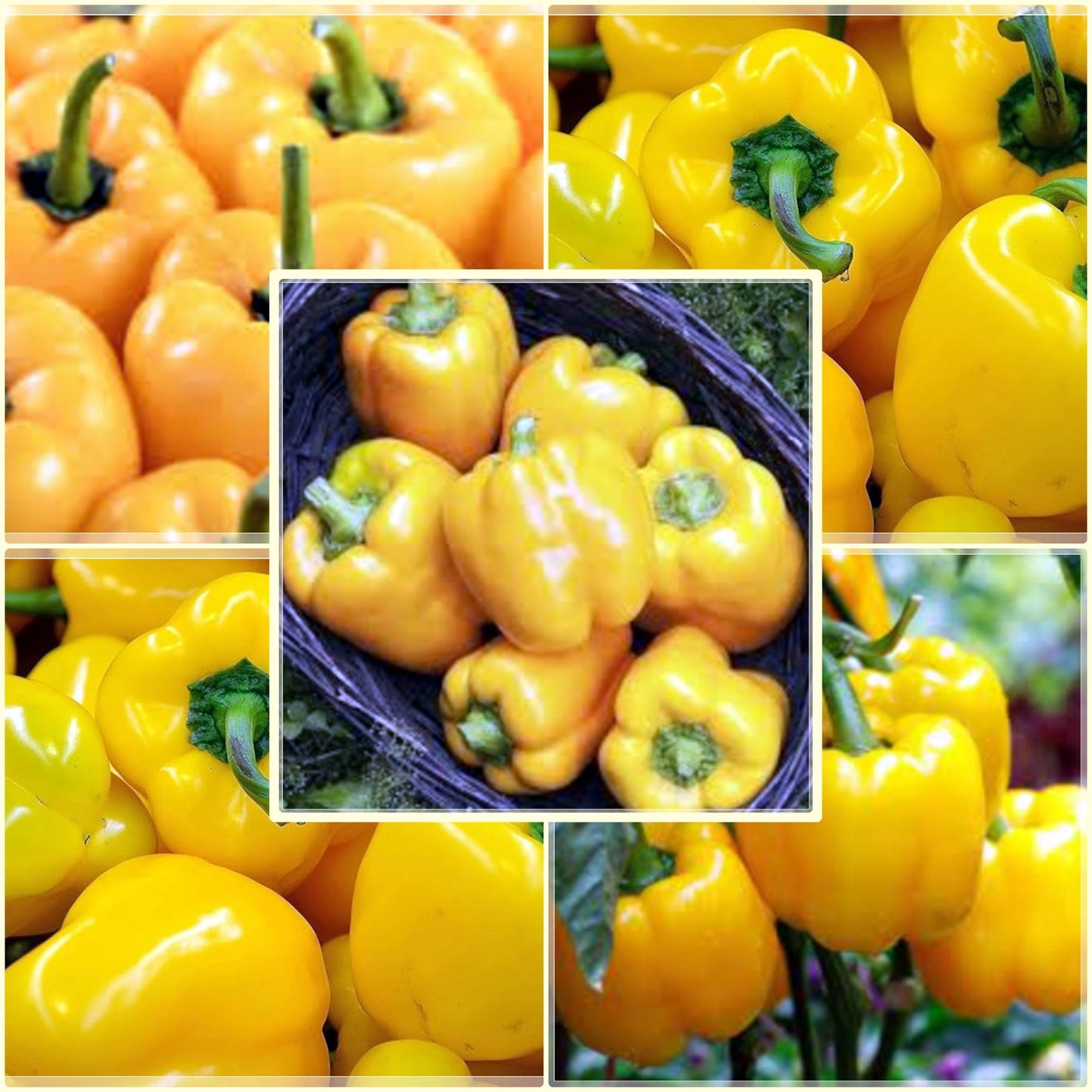 10 Seeds Golden Wonder Yellow California Bell Pepper, Natural, Non GMO