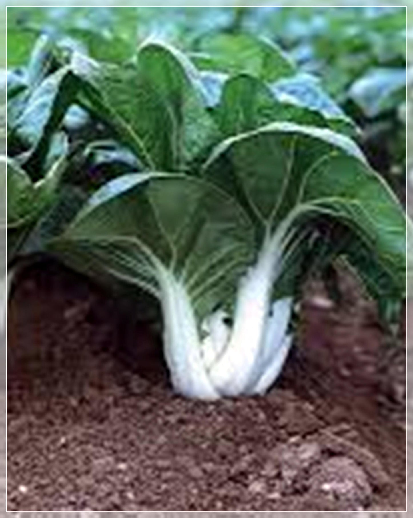 100 Seeds Pak Choi, Chinese Cabbage, Brassica Rapa, Canton Pak Choy, Heirloom, Natural Asian Greens