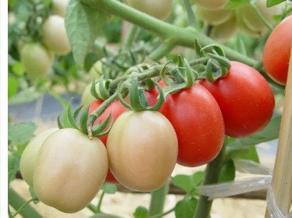100 Seeds Fragrant Sida Tomato, Thai Local Pink Cherry Tomatoes, Natural, Heirloom