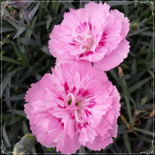 20 Seeds Chinese Pink Dianthus Flower Seed, Carnation, Natural, Non GMO, Heirloom