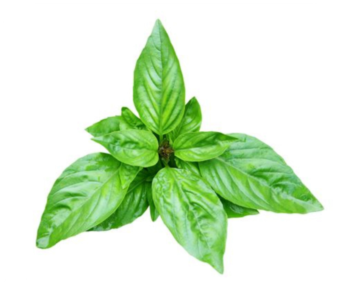 500 Seeds Natural Sweet Green Flesh Broad Leaf Genovese Basil Seed, Aromatic Herbs, Italian Traditional Basil