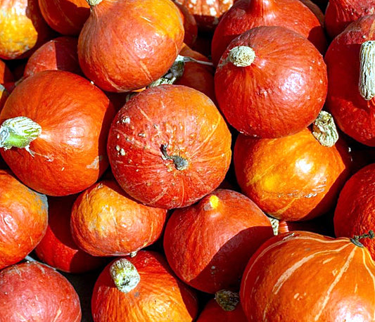 3 Seeds Red Kuri Squash, Japanese Orange Hokkaido Pumpkin, Natural, Non GMO