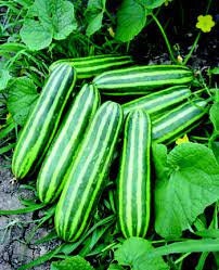 5 Seeds Sweet Thai Musk Melon, Young Thai melon, Silver Pattern, Natural, Non GMO