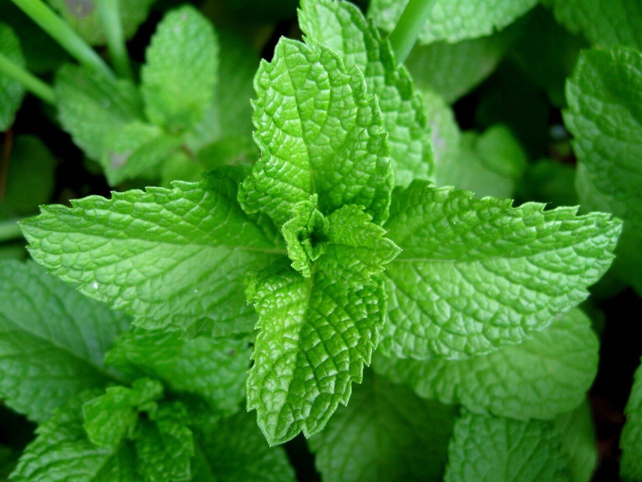 100 Seeds Natural Mint, Mediterranean Peppermint Seed, Aromatic, Natural, Non GMO, Heirloom