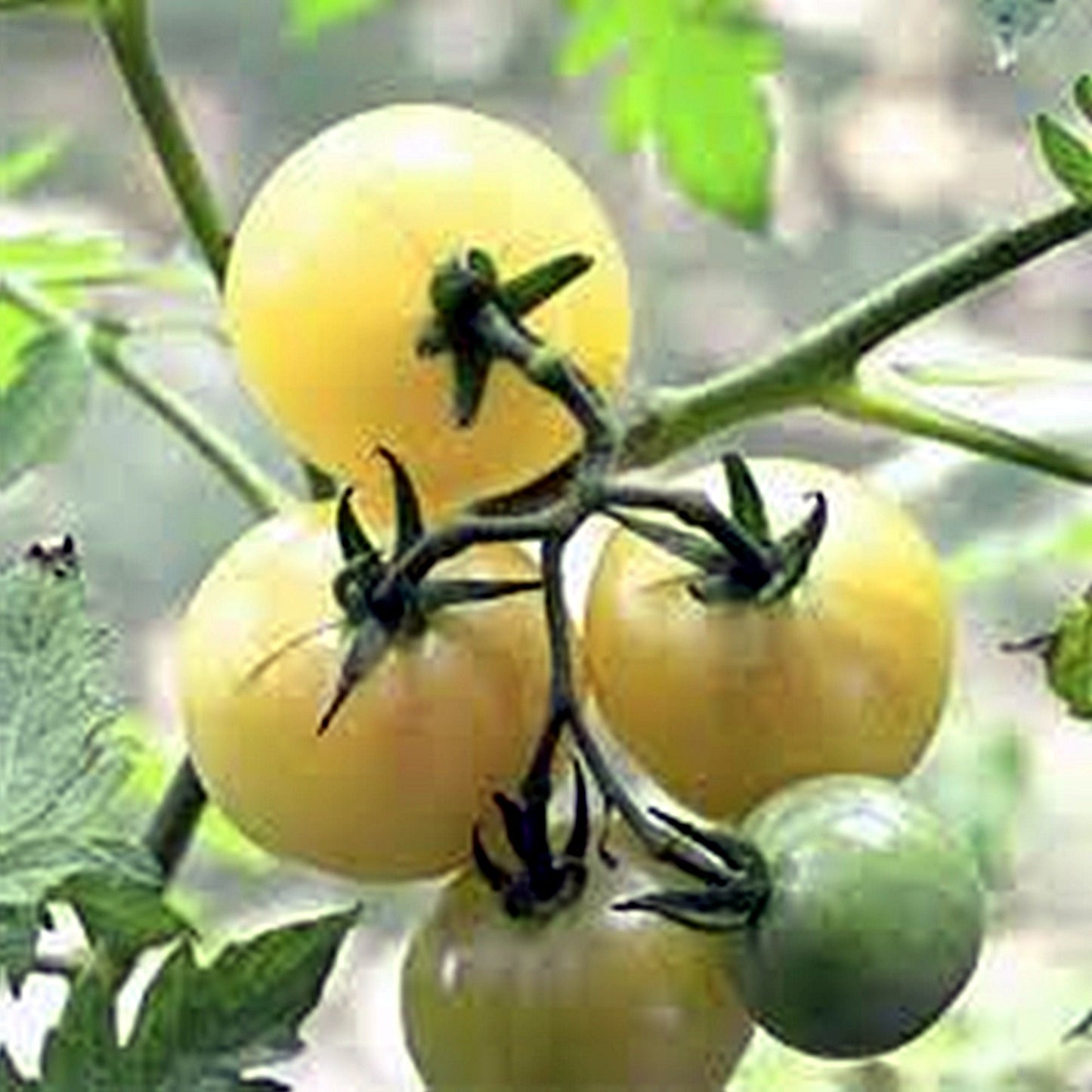10 Seeds Snow White Cherry Tomato, Small Tomato, Natural, Non GMO